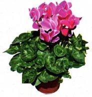 ciklamen